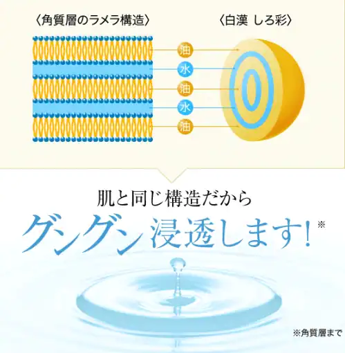 白漢　しろ彩_ラメラ構造